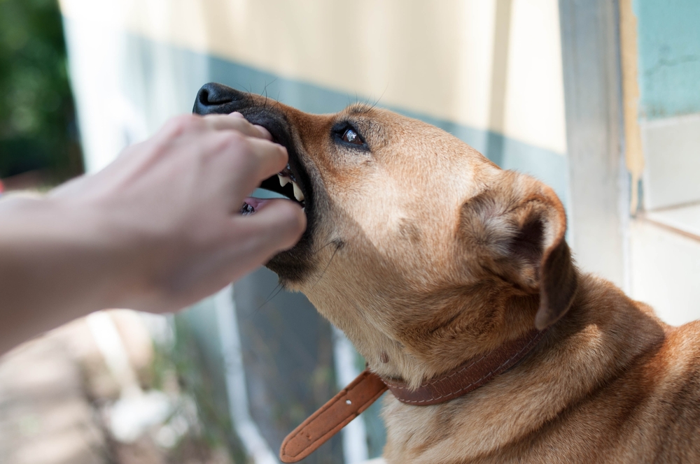 how long after a dog bite does infection set in